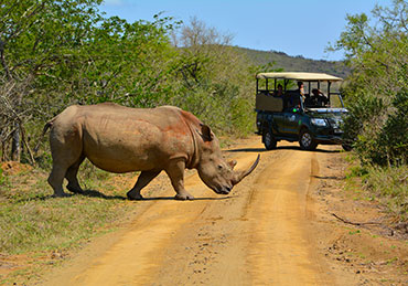 Zululand Wildlife Safari